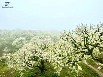 Tour du lịch Mộc Châu - Tà Xùa - Điện Biên - A Pa Chải - Sapa