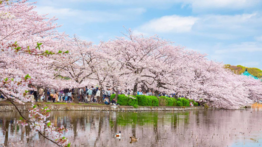 Tour du lịch nhật bản: hà nội – tokyo – phú sĩ – kyoto – osaka – hà nội 6 ngày 5 đêm bay vietnam airlines